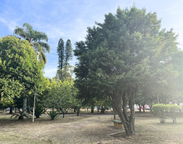 municipio-orienta-populacao-sobre-solicitacoes-de-poda-e-manejo-de-arvores