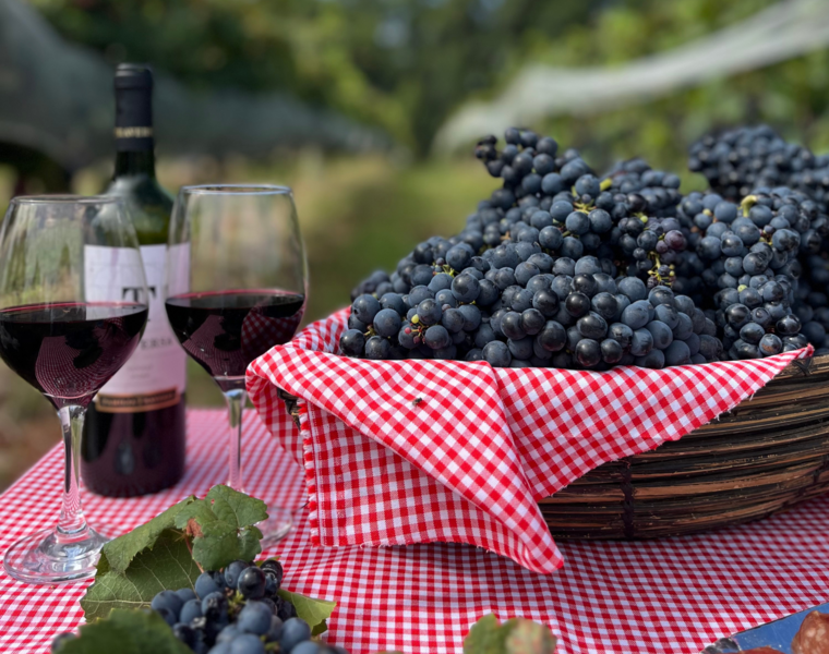 rosario-do-sul-realiza-abertura-oficial-da-colheita-da-uva