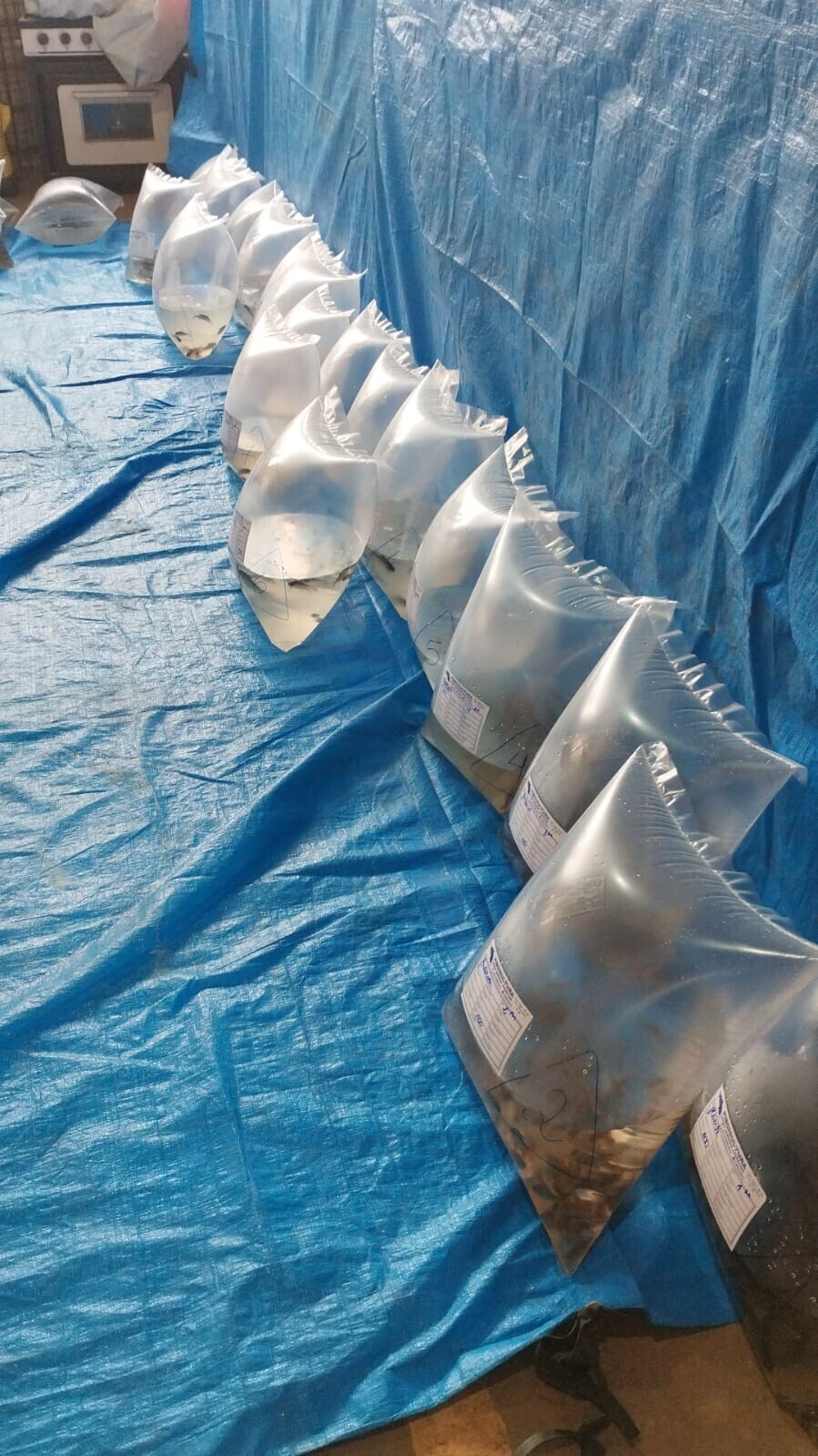 aproximadamente-4000-alevinos-foram-entregues-na-ultima-sexta-feira