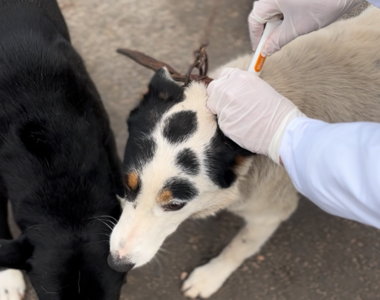 programa-de-sanidade-animal-beneficia-mais-de-800-animais-no-primeiro-semestre-de-2026